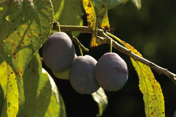 Prune prune — Fotografie, imagine de stoc