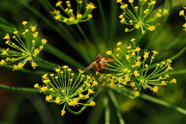 Flyga insekt — Stockfoto