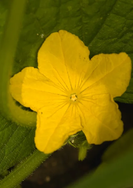 Kukkakurkku — kuvapankkivalokuva