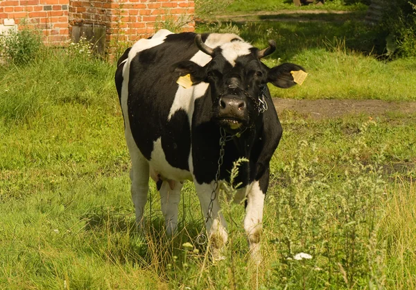 Vaca preta e branca — Fotografia de Stock