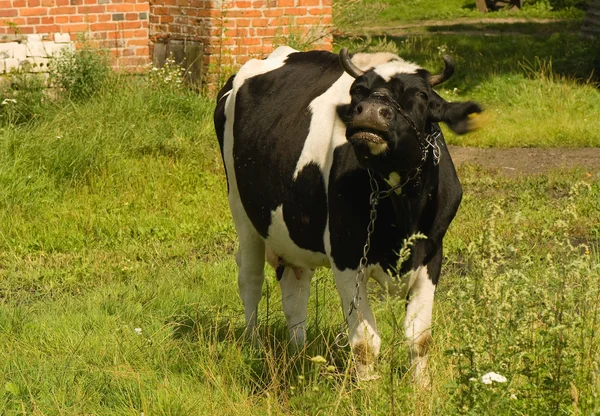 흑백의 소 — 스톡 사진