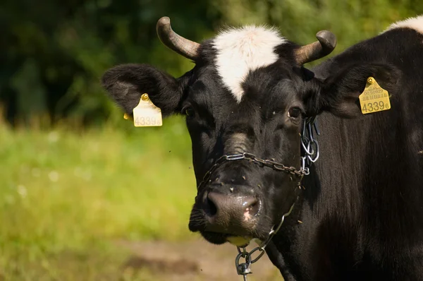 黒と白の牛 — ストック写真