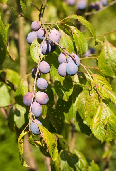 Hungarian plum — Stock Photo, Image