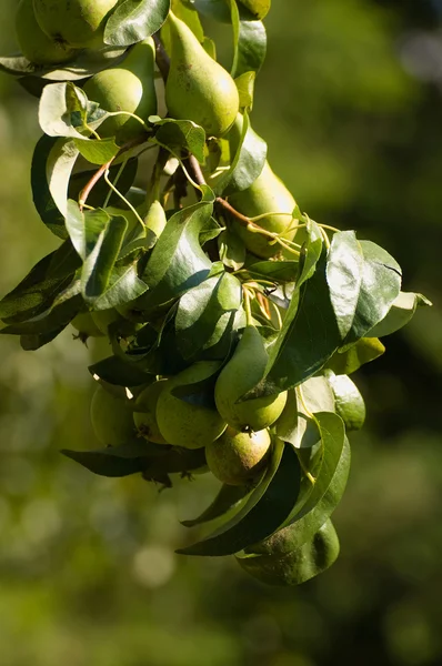 Fructe de pere — Fotografie, imagine de stoc