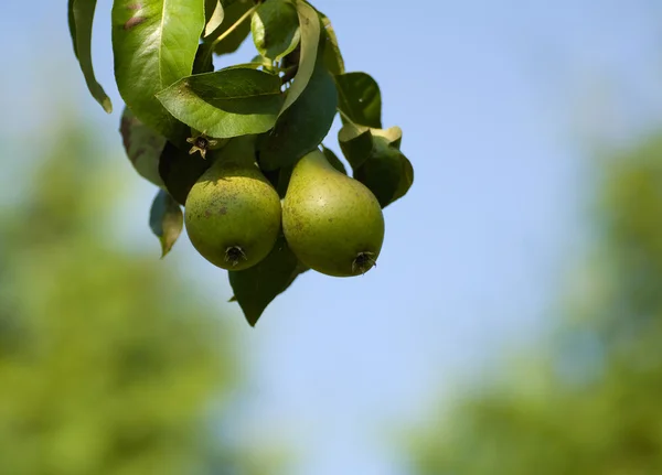 Fructe de pere — Fotografie, imagine de stoc