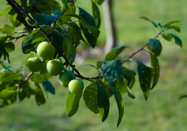 stock image Plum fruit