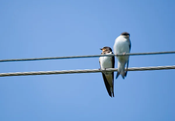 Swallow — Stock Photo, Image