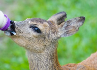 Genç yumurta geyiği