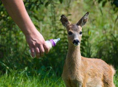 Genç yumurta geyiği