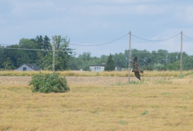 Marsh harrier