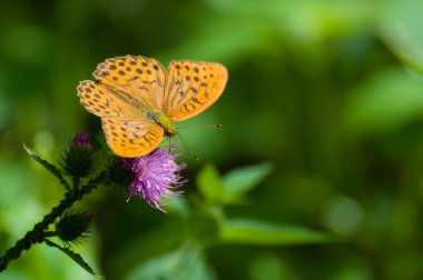 Argynnis paphia