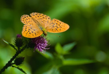 Argynnis paphia