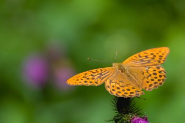 Argynnis paphia