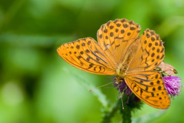 Argynnis paphia