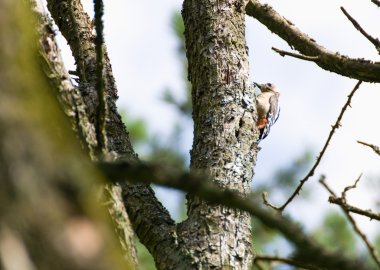 Büyük benekli ağaçkakan dendrocopos major