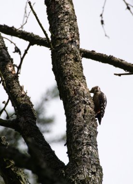 Büyük benekli ağaçkakan dendrocopos major