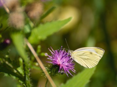 Pieris