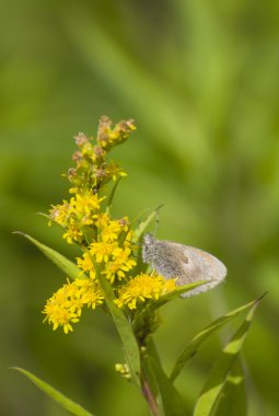 Maniola jurtina