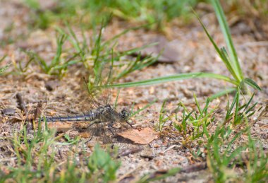 yusufçuk orthetrum cancellatum erkek