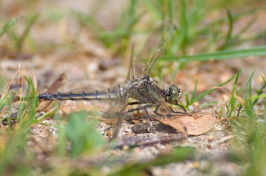 yusufçuk orthetrum cancellatum erkek