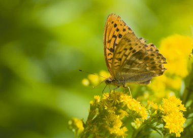 Argynnis paphia