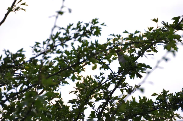 Sprinkhaan sparrow — Stockfoto