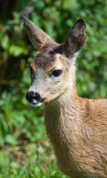 stock image Young Roe deer