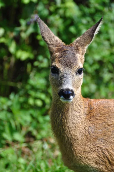 stock image Young Roe deer