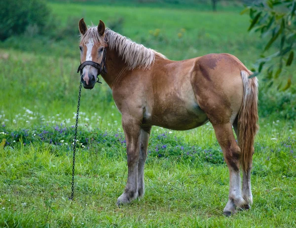 Belo cavalo. — Fotografia de Stock