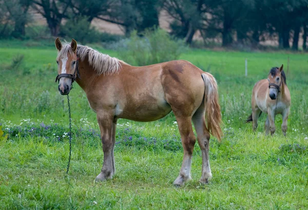 Krásný kůň — Stock fotografie