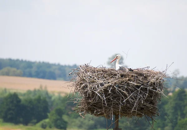 White Stork — Stock Photo, Image