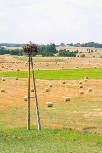 Stork and field — Stock Photo, Image