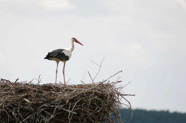 stock image White Stork