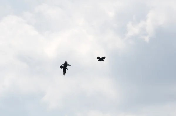 Společná havraní corvus corax — Stock fotografie