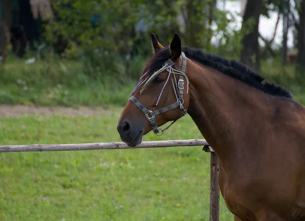 Красивая лошадь — стоковое фото