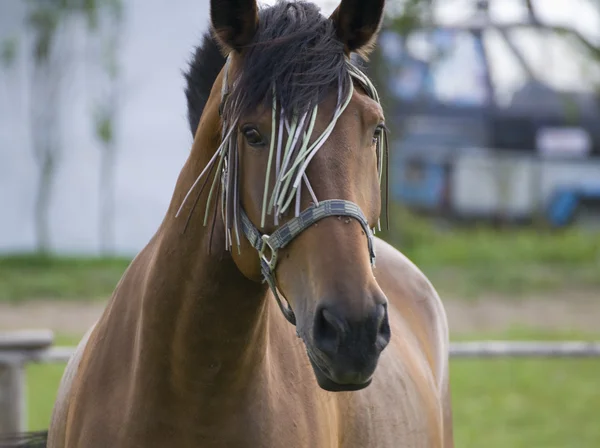 美丽的马 — 图库照片