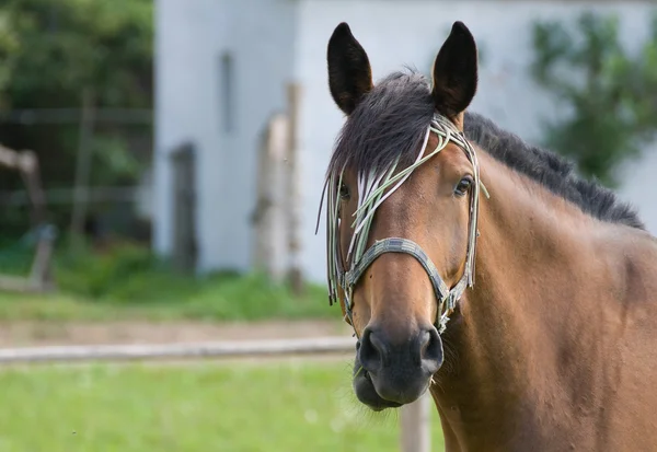 Hermoso caballo —  Fotos de Stock