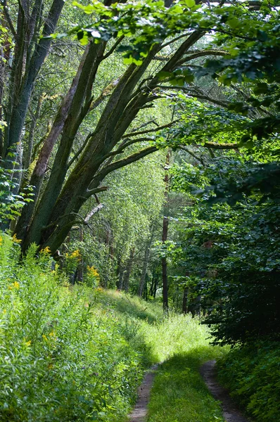 Orman ve yol — Stok fotoğraf