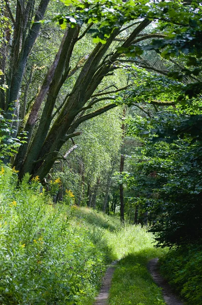 Orman ve yol — Stok fotoğraf