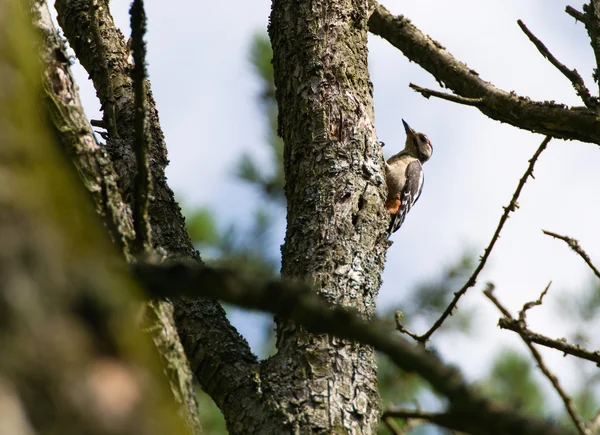 大斑点啄木鸟树冠 — 图库照片