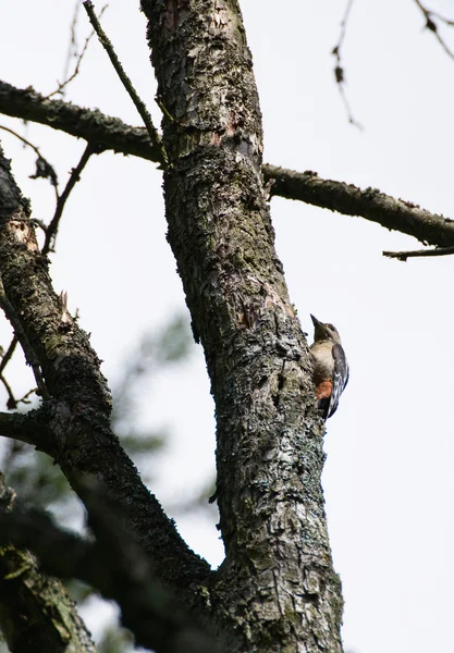 Μεγάλη spotted Woodpecker dendrocopos μείζων — Φωτογραφία Αρχείου