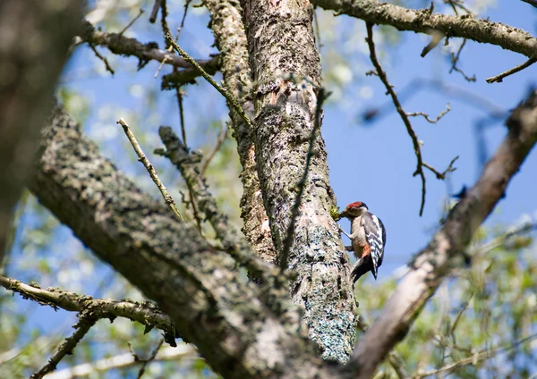 Grande manchado Woodpecker dendrocopos maior — Fotografia de Stock