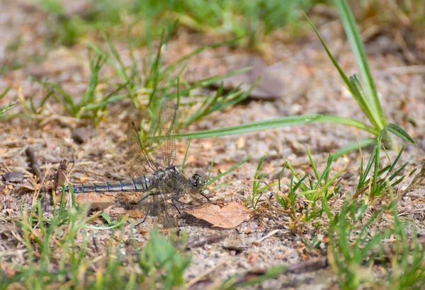 Dragonfly orthetrum cancellatum vrouw — Stockfoto