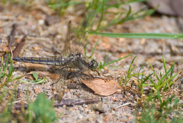 Dragonfly Orthetrum cancellatum fêmea — Fotografia de Stock