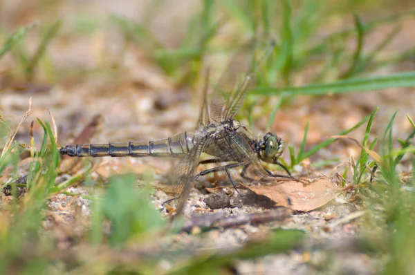 Dragonfly orthetrum cancellatum vrouw — Stockfoto