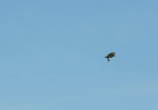 Buzzard comum Buteo buteo — Fotografia de Stock