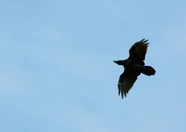 Gemeenschappelijke raven, raven, corvus corax — Stockfoto