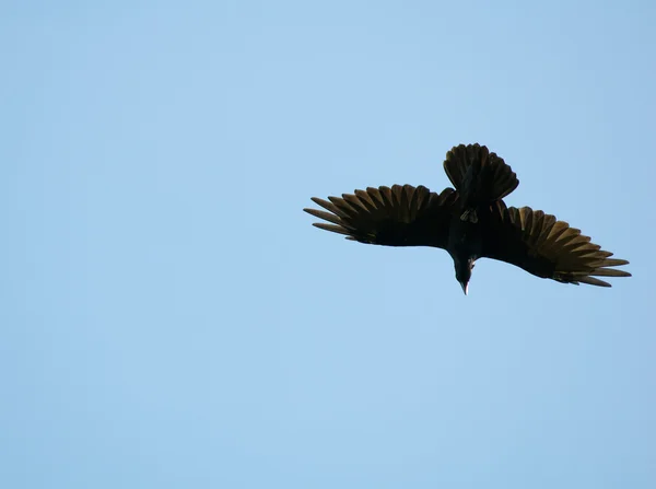 Gemensamma raven, Korpen, corvus corax — Stockfoto