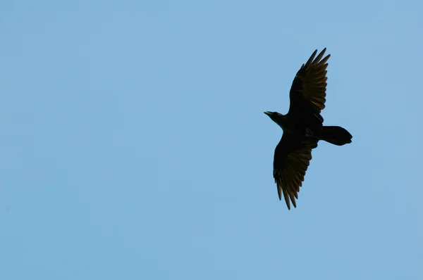 Cuervo común, cuervo, Corvus corax — Foto de Stock