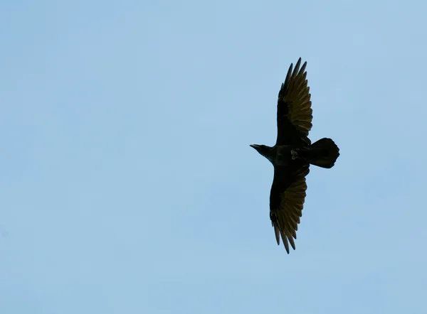 Společné havran, havran, corvus corax — Stock fotografie